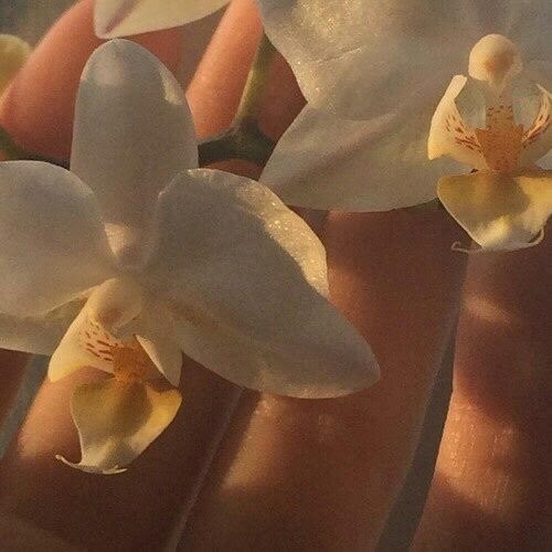 Inner Masculine Cultivation (to Support Feminine Blossoming)